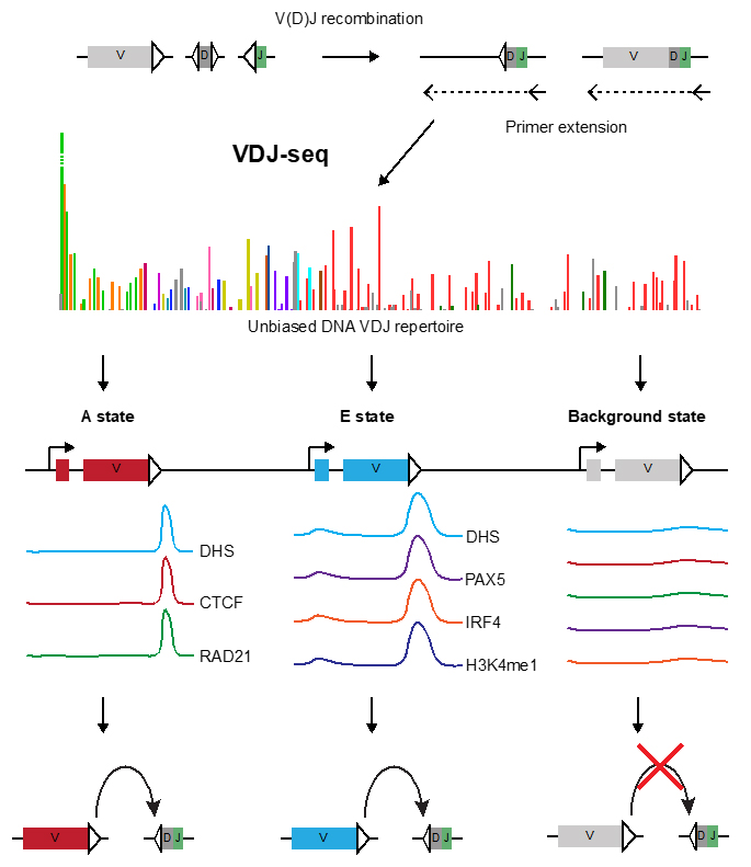 Two mutually exclusive local chromatin states drive Igh recombination