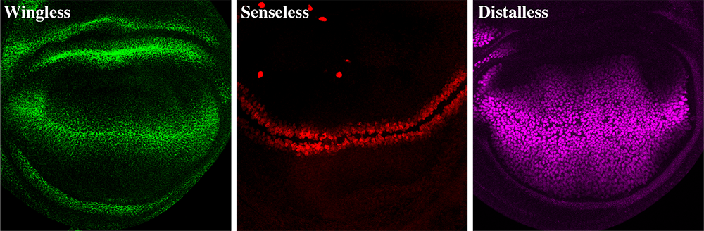 cell-to-cell communication in the developing fruit fly wing