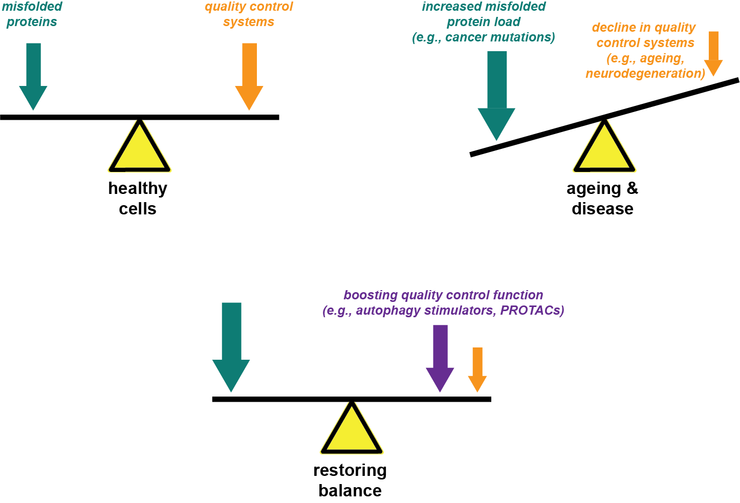 Protein quality control systems are dysregulated during ageing and disease