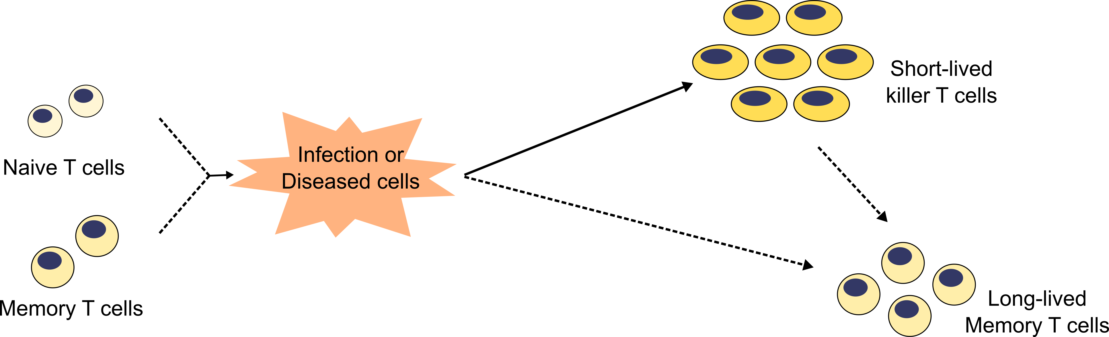 Differentiation of CD8 T cells during an immune response