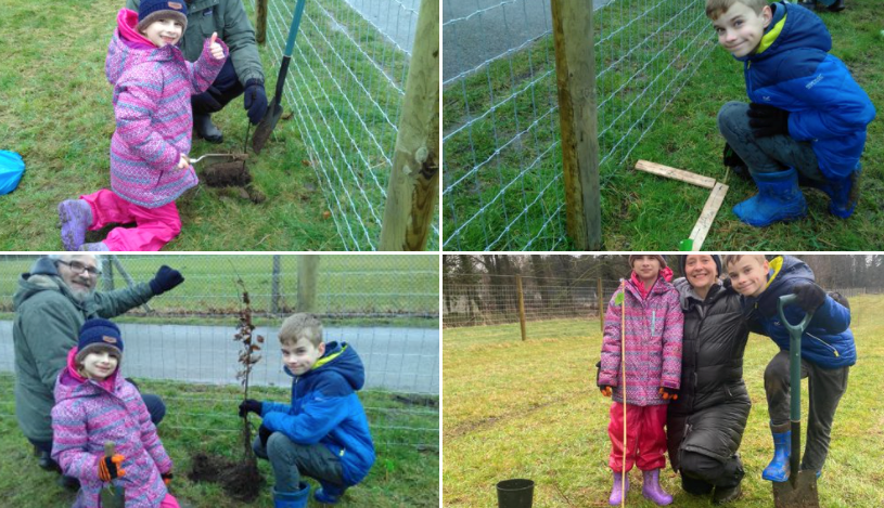 Forest planting