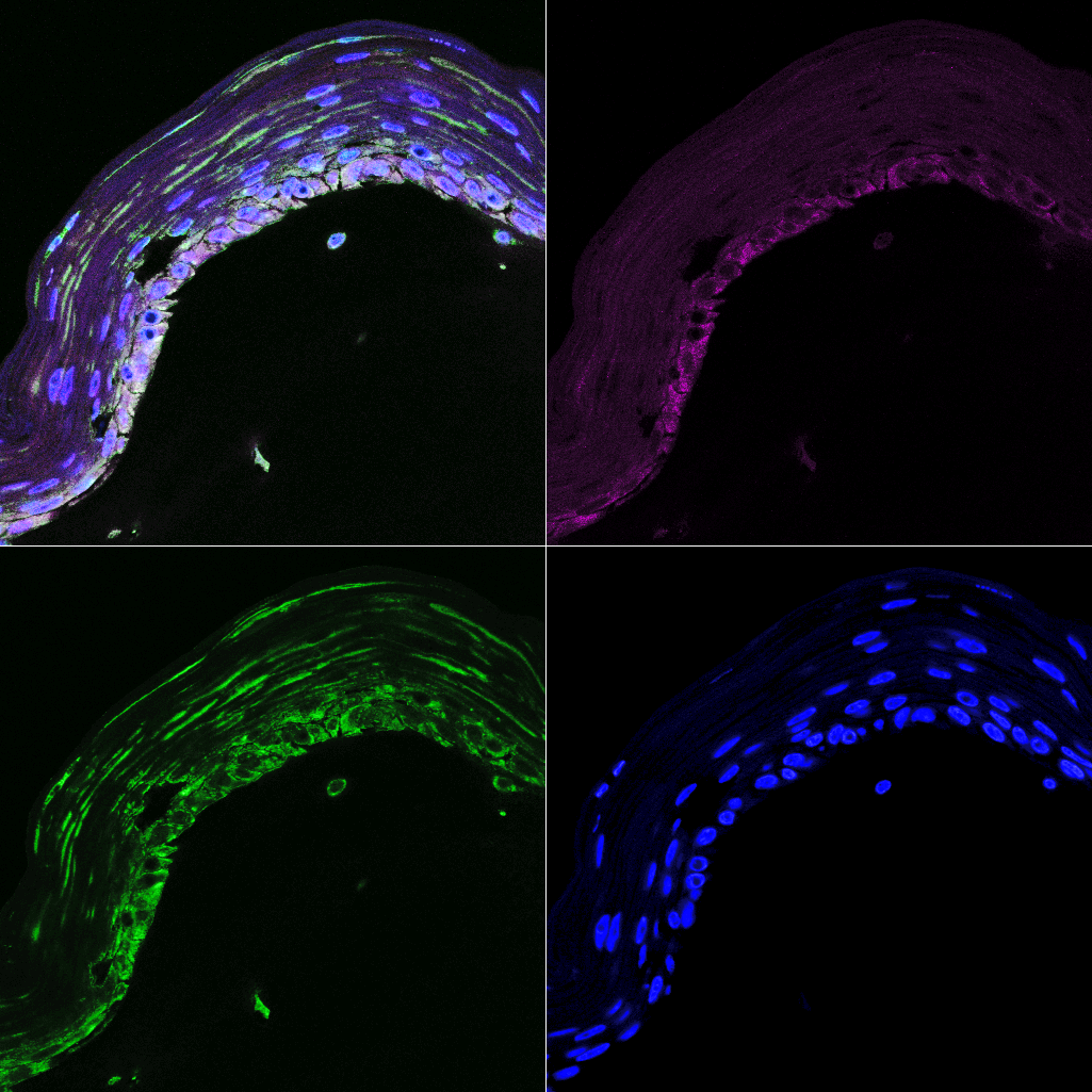 Staining of skin organoids