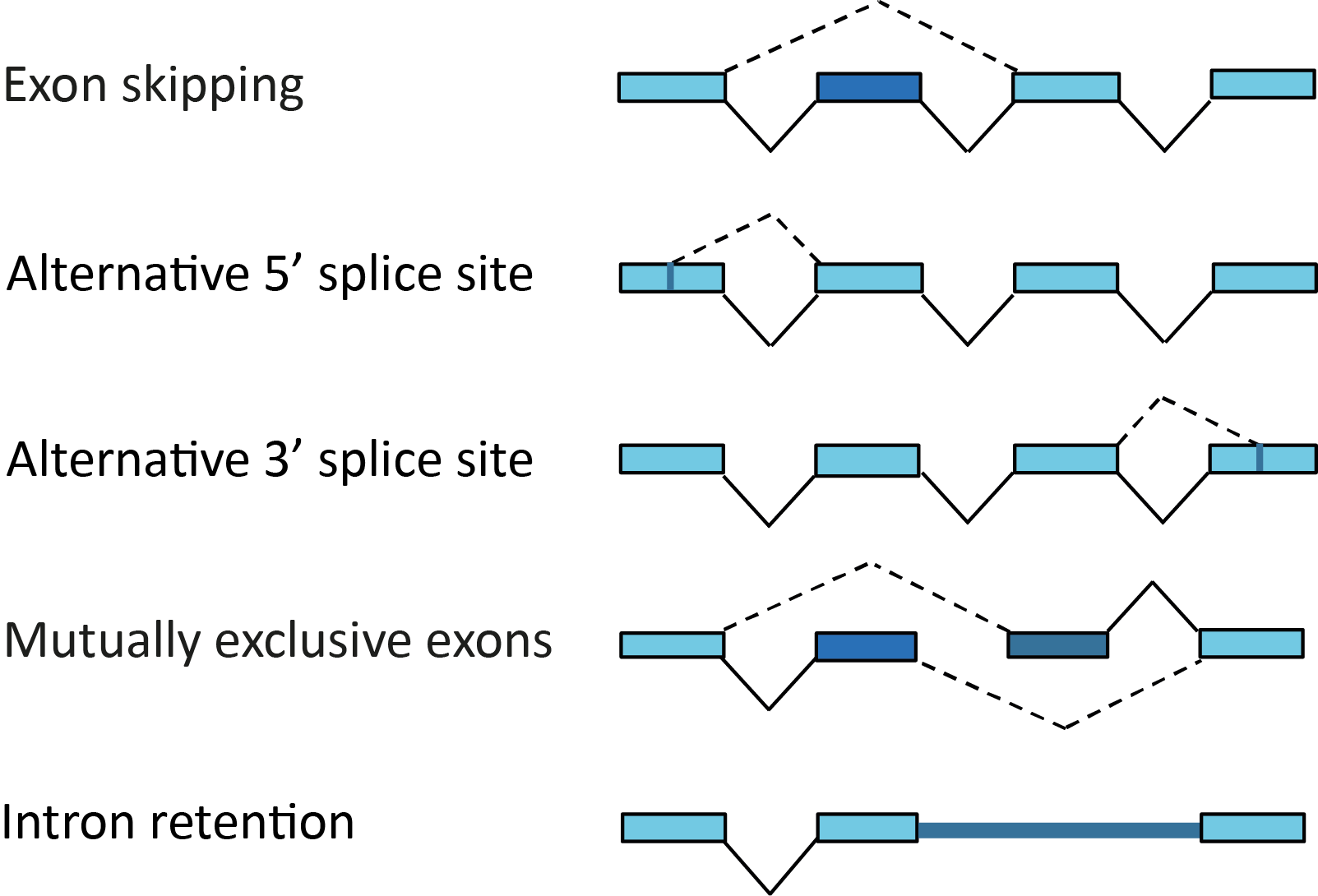 Alternative splicing