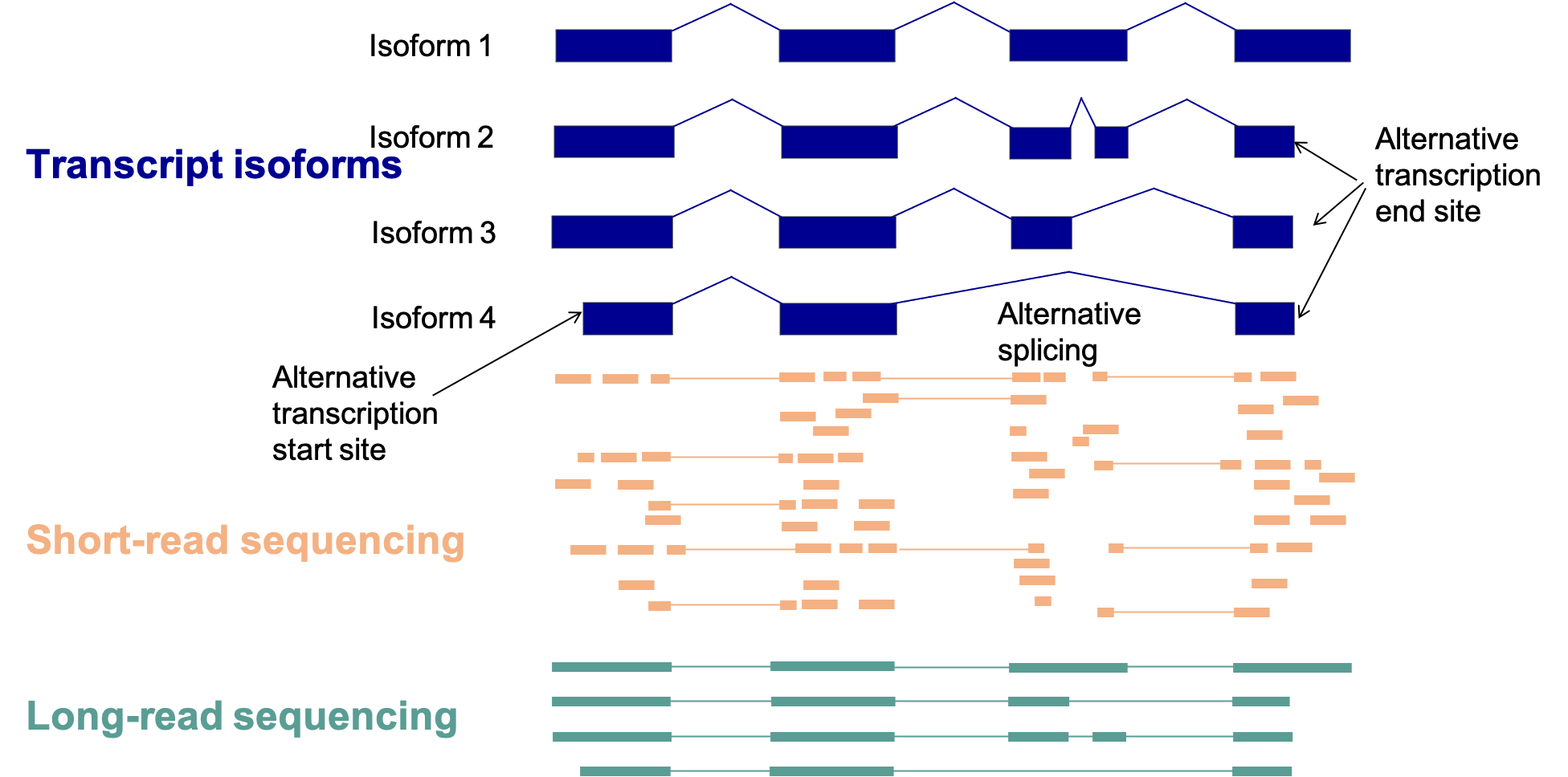 The comparison between the short-read and long-read isoform coverage.