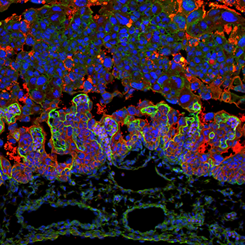 cell section