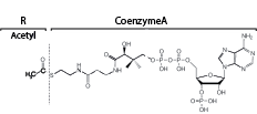 Acetyl CoA