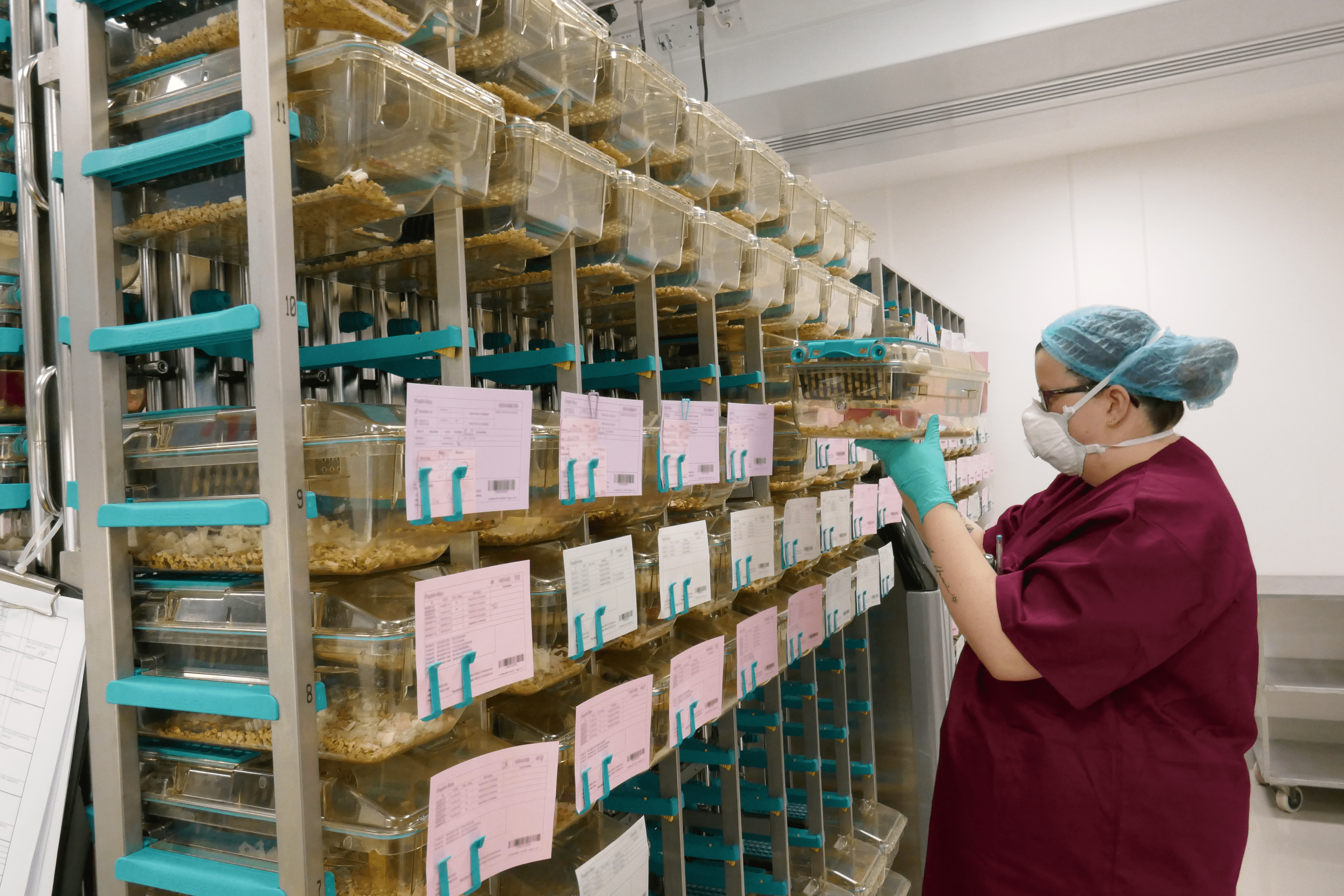 Animal technician performing daily checks on mice