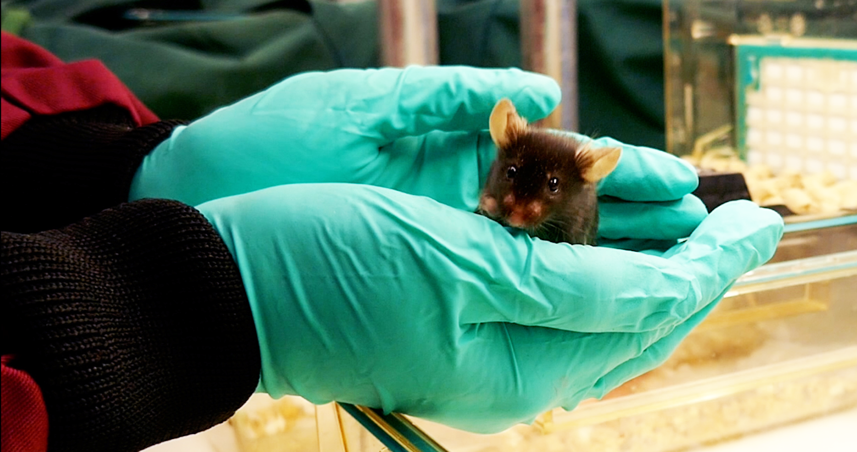 Black mouse being held using cupping technique