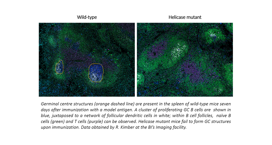 Germinal centre structures 