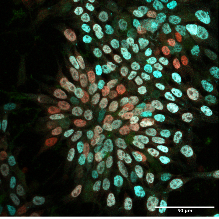 Circular shapes coloured in shades of red and light blue on a black background. The image shows mouse neural progenitor cells stained with the pan neural marker SOX1 in cyan and the motor neuron progenitor marker OLIG2 in red. 