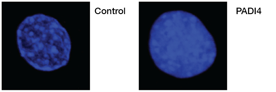 Christophorou lab image