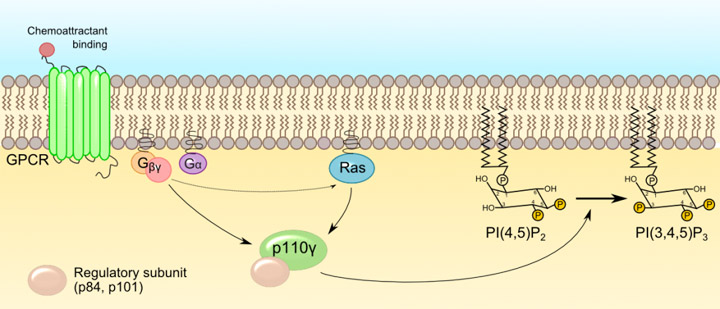 Activation of class 1B PI3Ks