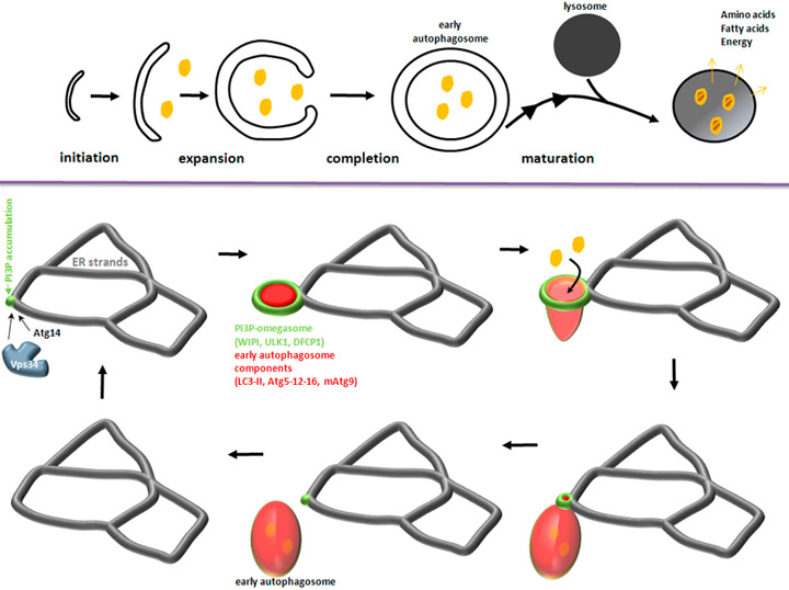 Autophagosomes