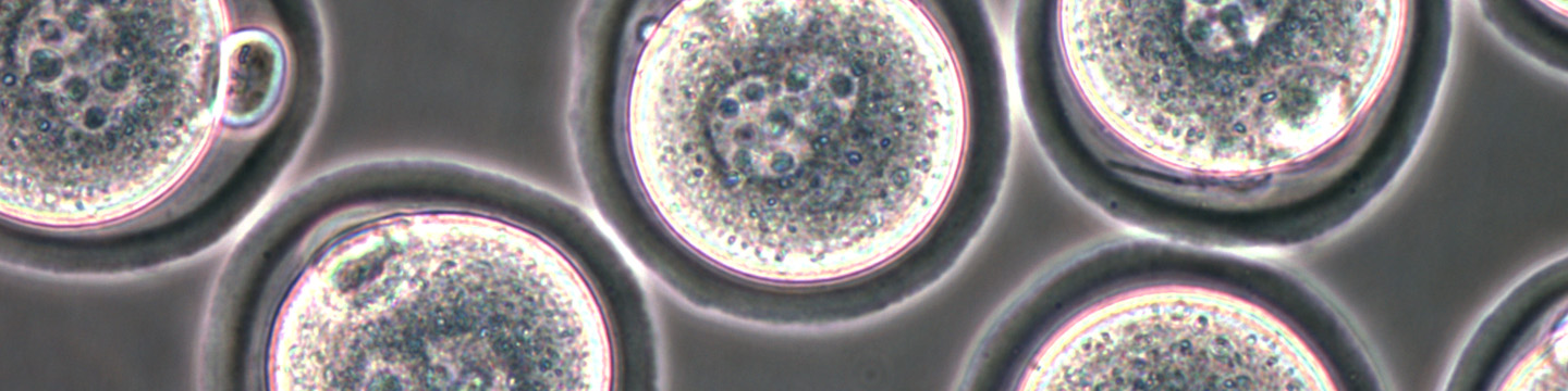 Fertilised oocytes