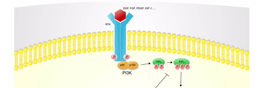 PTEN signalling work on Labiotech.eu