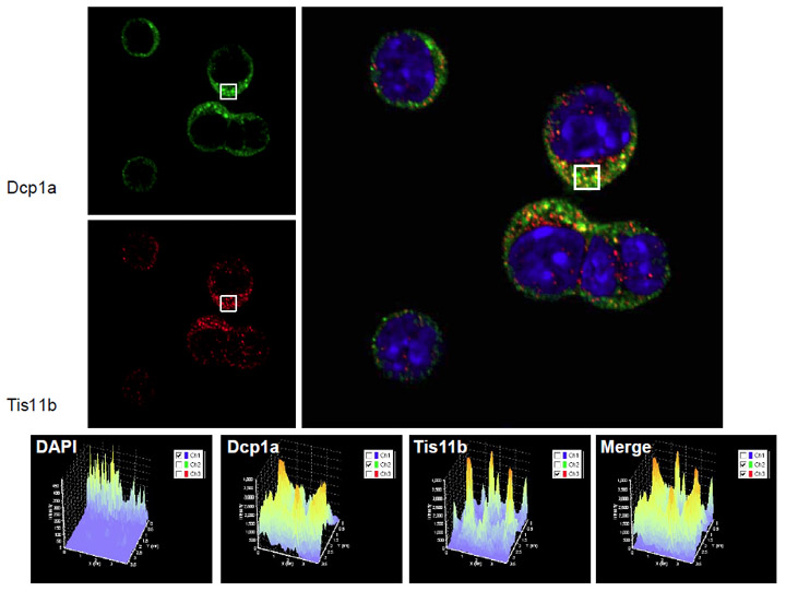 Tis11b has been shown to be a component of processing bodies