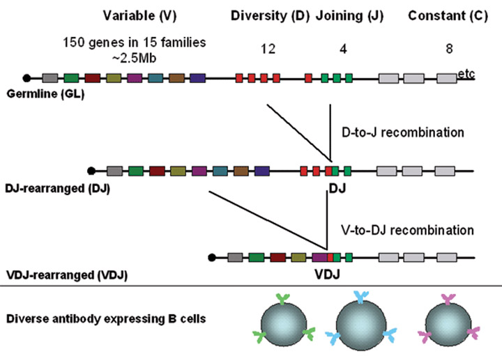 VDJ recombination