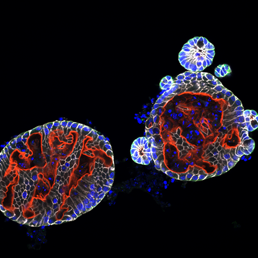 Intestinal organoids