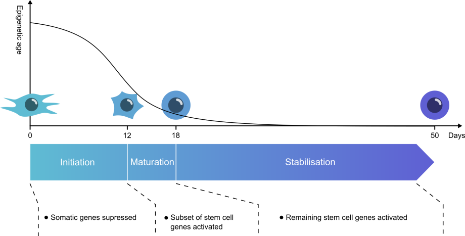 Schematic of the phases of reprogramming