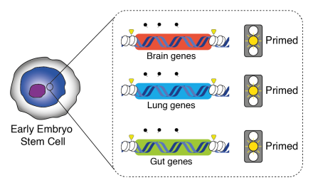 Artistic representation of how cells in the embryo are primed to differentiate