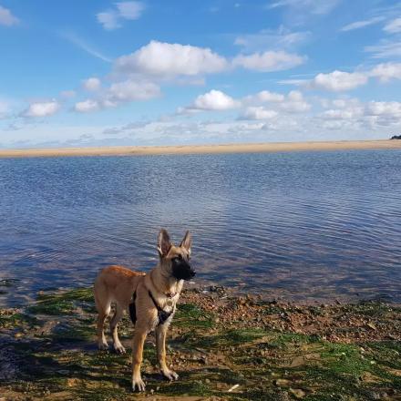 Dog at the coast