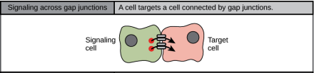 Juxtacrine signalling