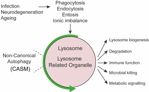 Overview diagram