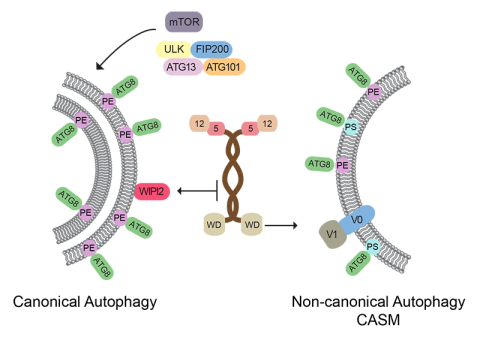 Autophagy pathways